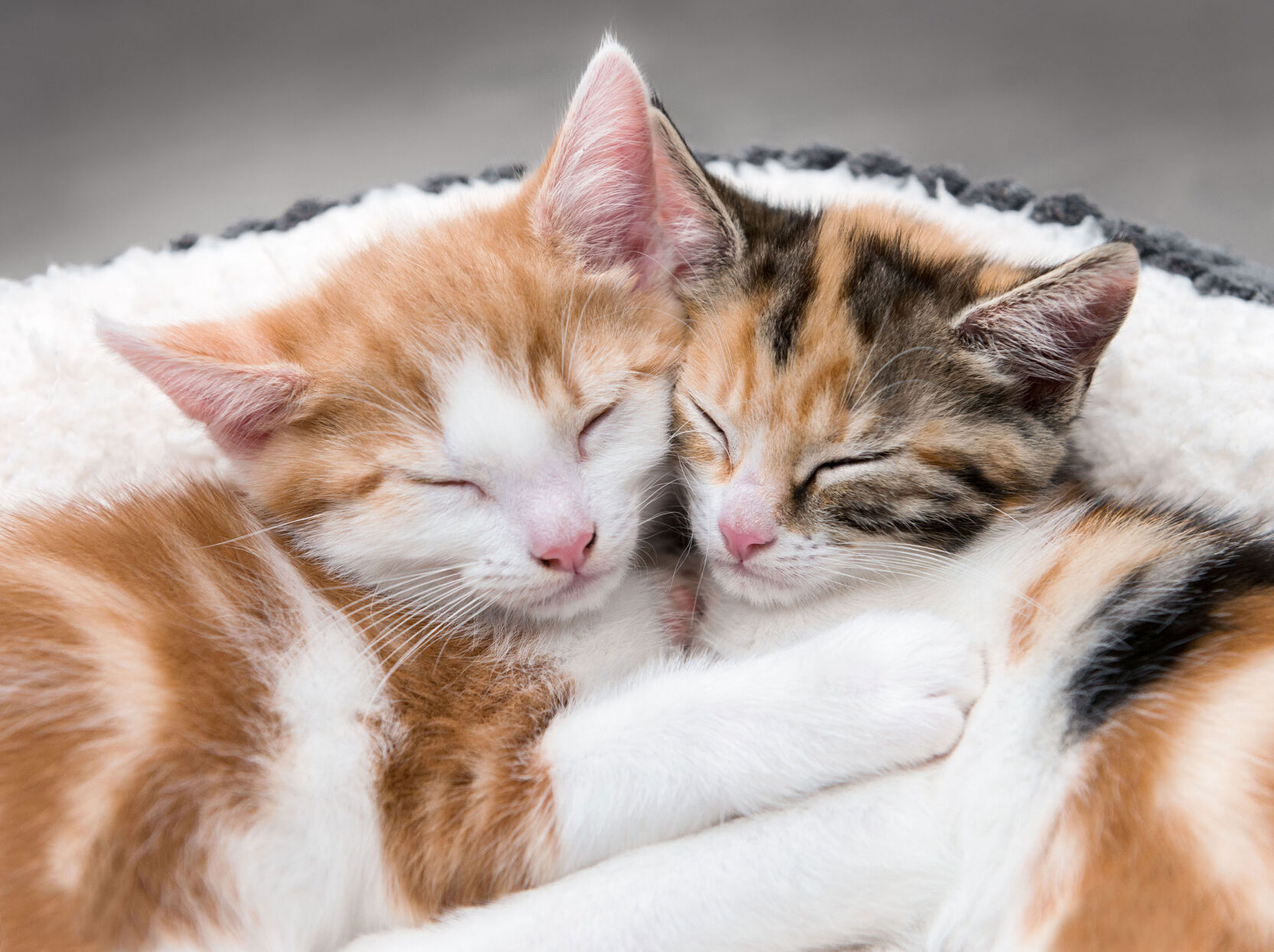 cat-bed